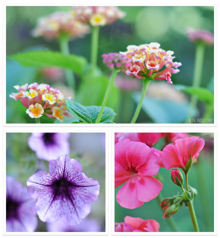 Lantana, Petunias & Geraniums