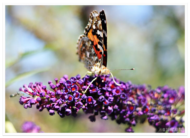 Painted Lady