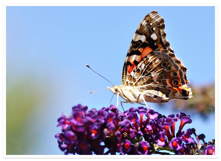 Painted Lady