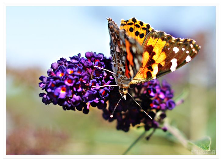 Painted Lady