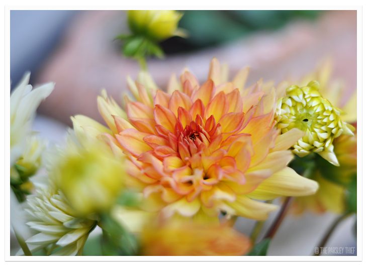 Dahlia Bouquet