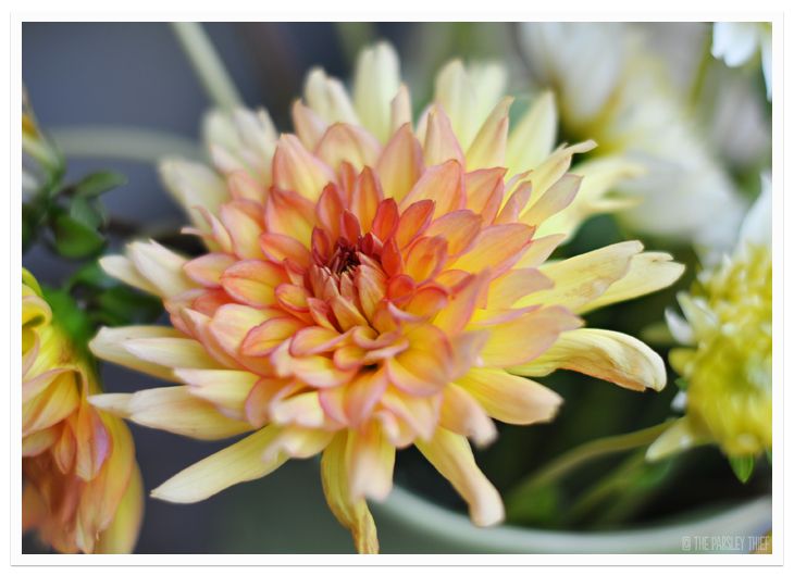 Sunset Dahlia