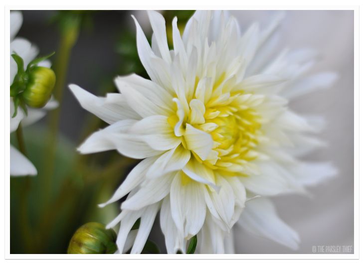 White Dahlia