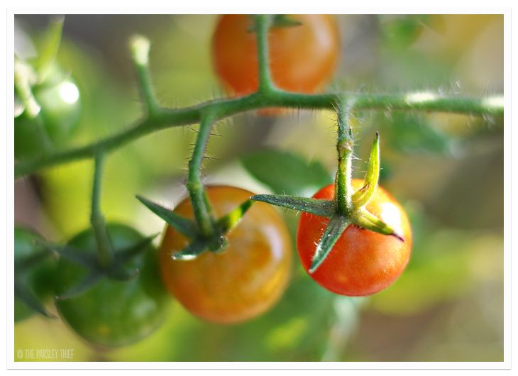 Cherry Tomatoes