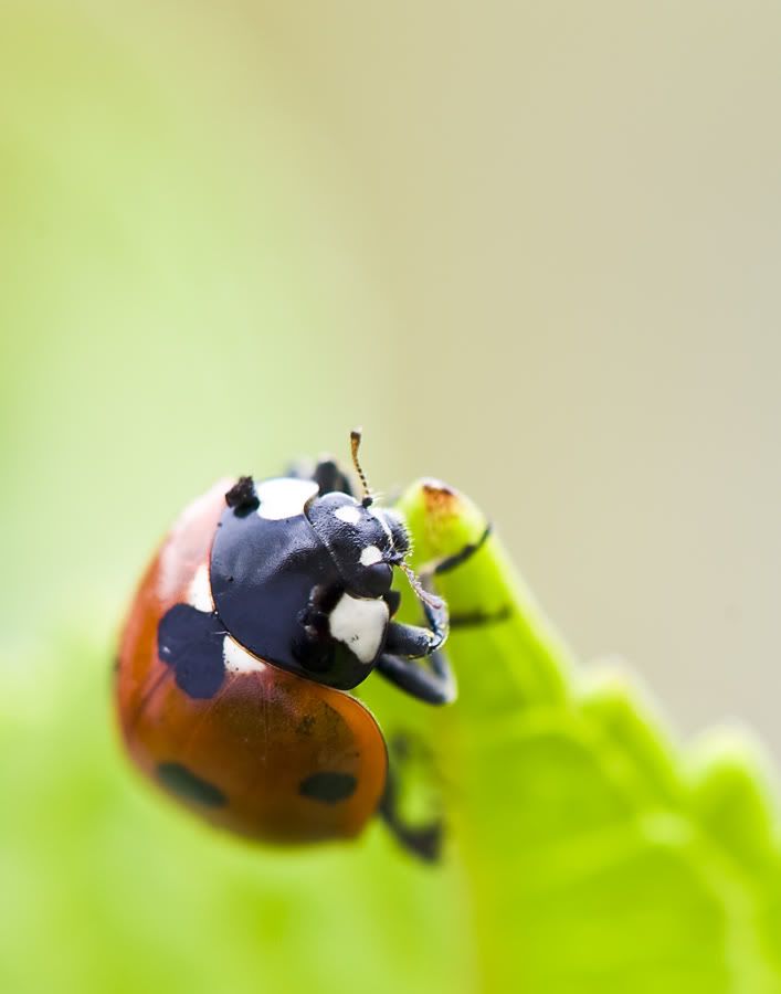 Fotografie
