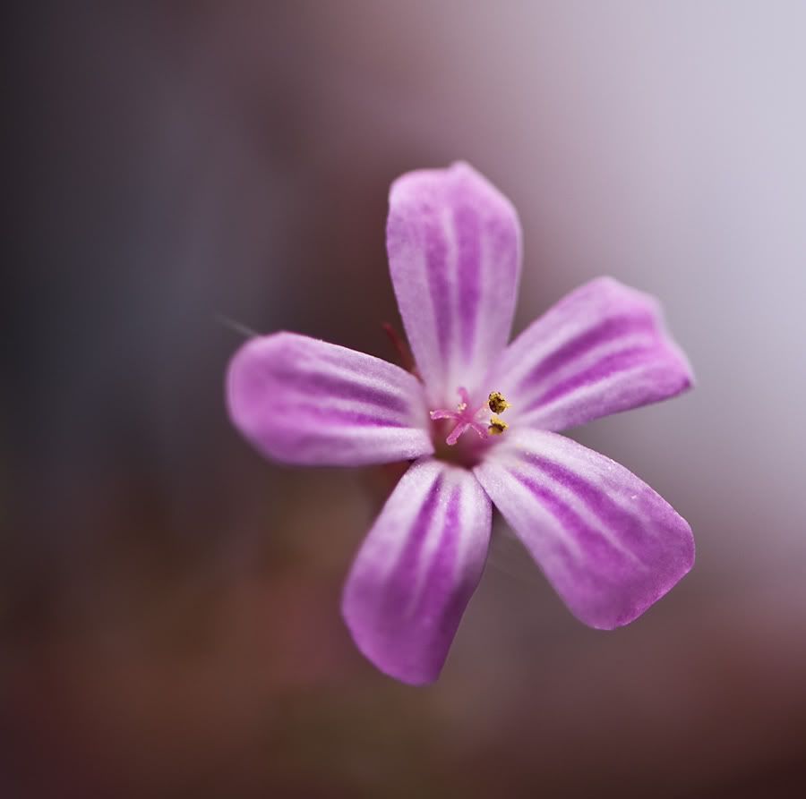 Fotografie
