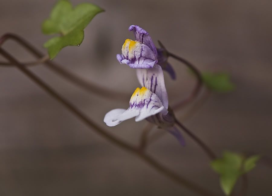 Fotografie