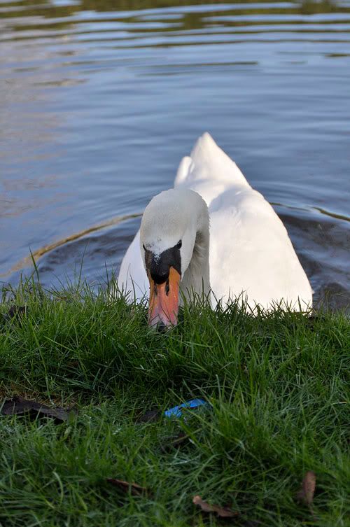 Fotografie