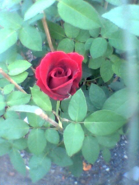 rose Pictures, Images and Photos