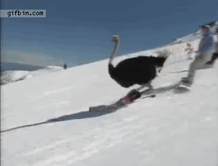1305562847_skiing-ostrich.gif