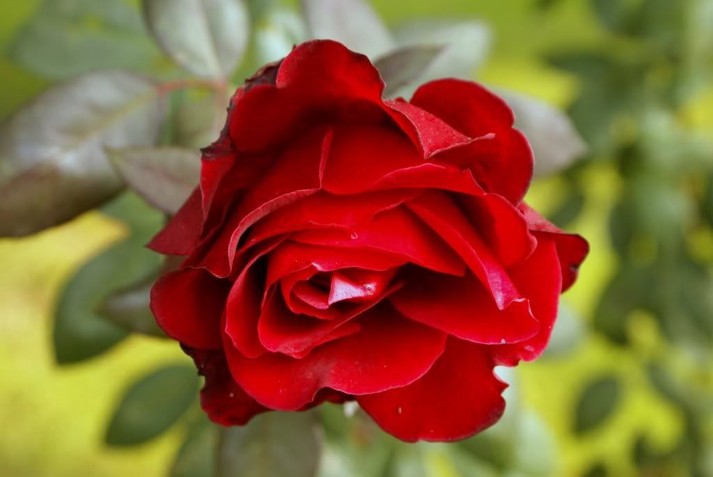wallpaper red rose. Flowers - Roses Wallpapers
