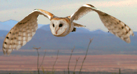 click to read more about Barn Owls on the RSPB site