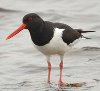 oystercatcher: click to see more wonderful images of natural Britain by Mark Holderness