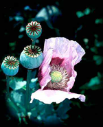 opium poppy: click to read more