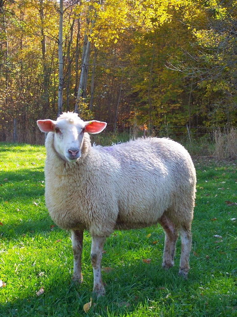 Lamb Gene