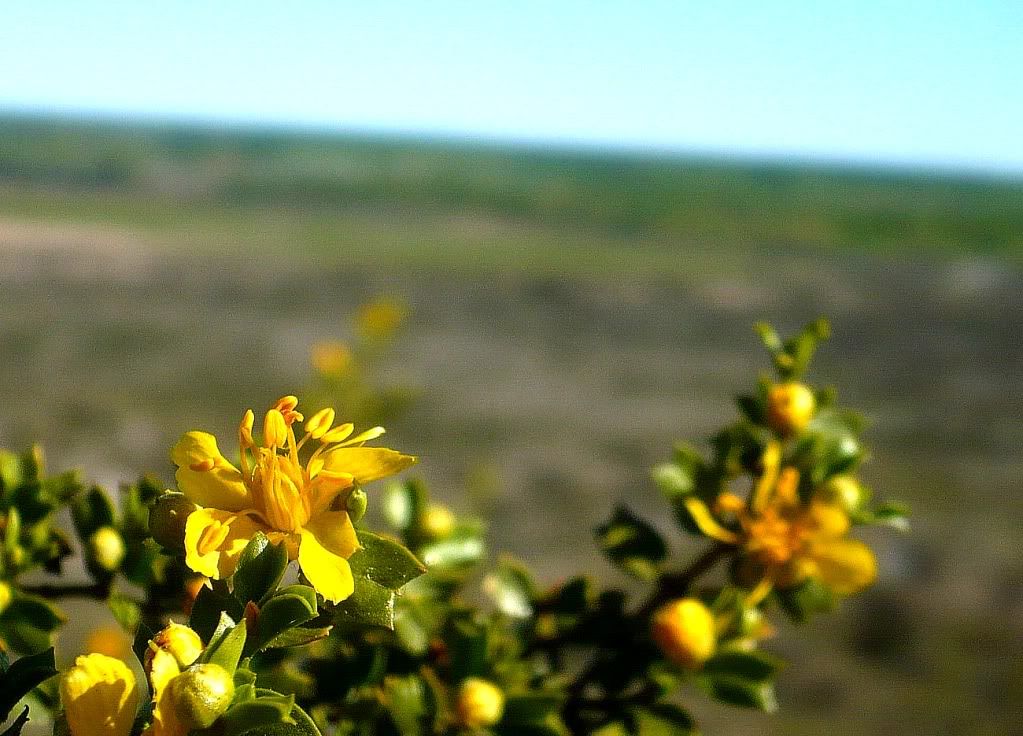 Jarilla en Flor