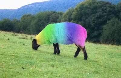 rainbow_sheep.jpg