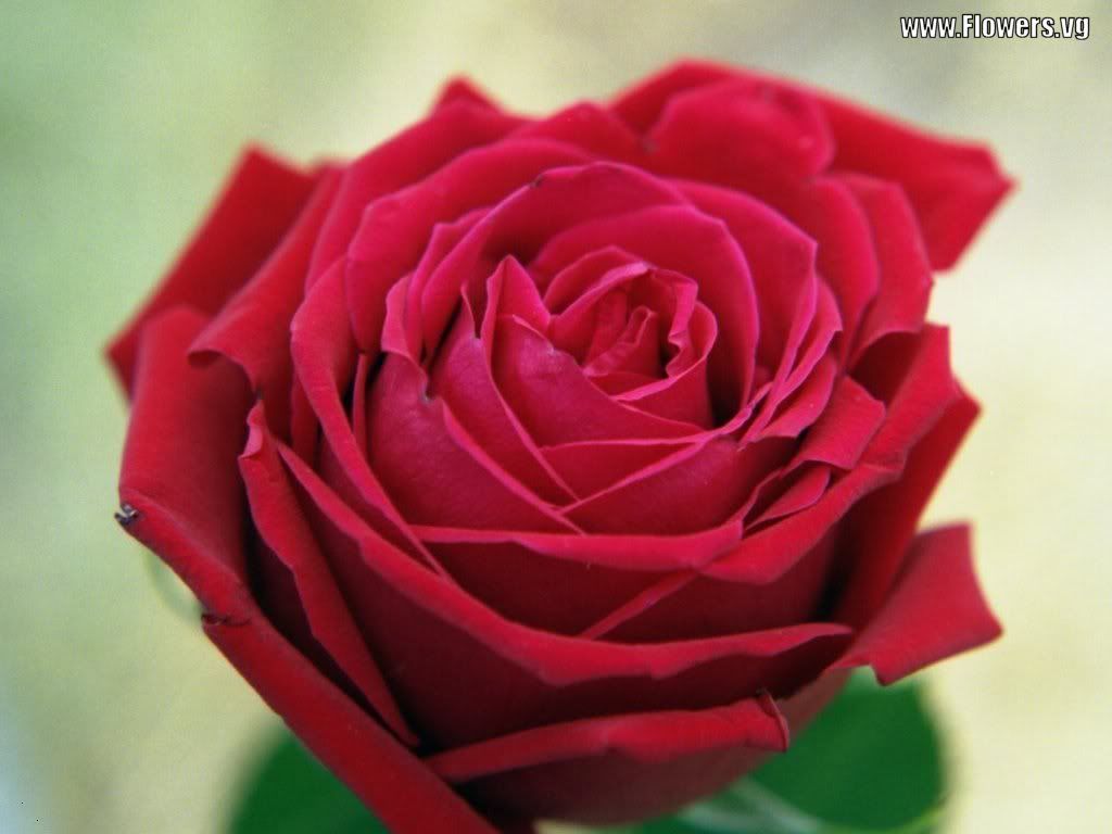 Maroon Rose Photo by redfox-01 | Photobucket