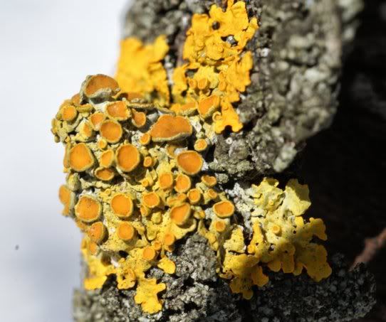Yellow_mold_by_DestroyerXV.jpg