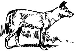 dingo204.gif