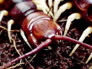 giant20centipede.jpg