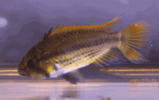 OrangeFlash_Female1.gif