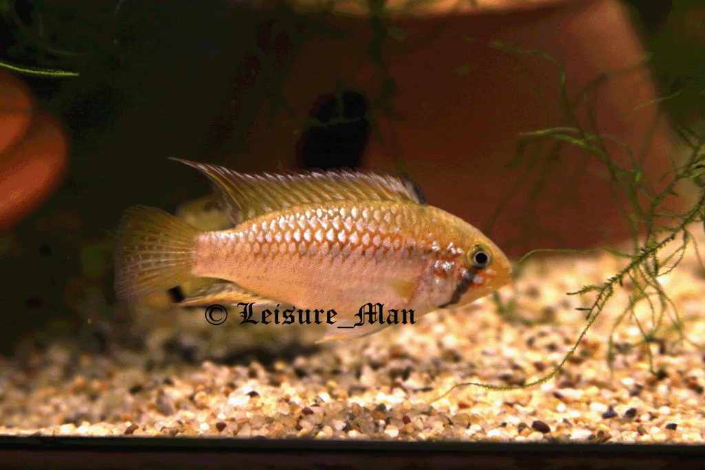Apisto_s_Pebas_Male_copyrighted.gif