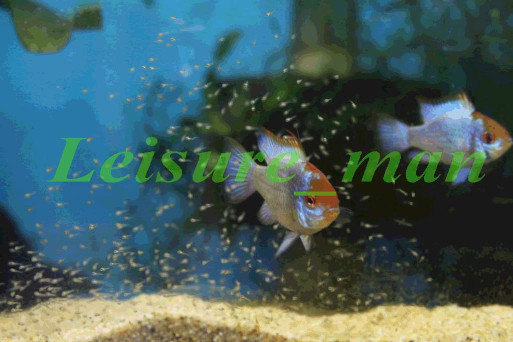 EBR_6mthsold_copyrighted.gif