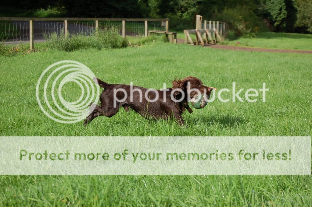 Weight of Working Cocker Spaniel | UK Pet Forums Forum