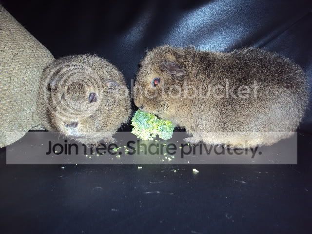006-8.jpg